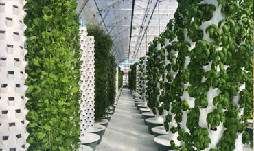 Farming-in-a-vertical-greenhouse