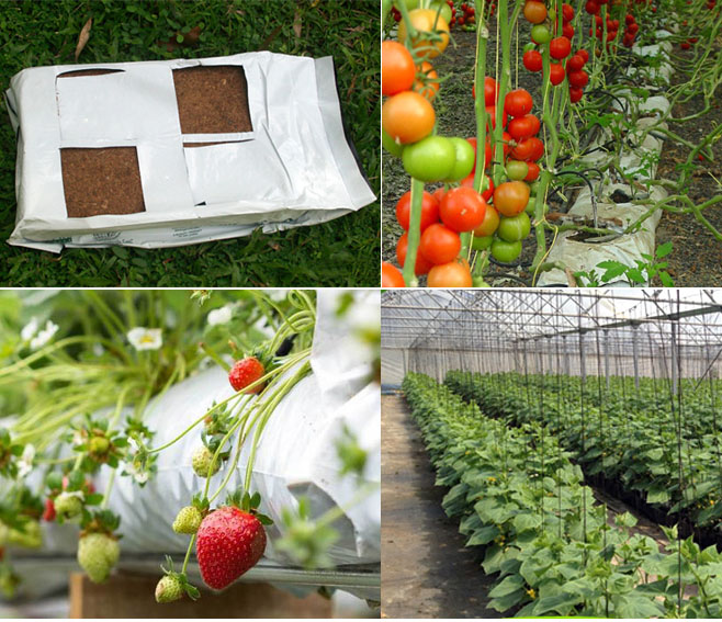 Grow-Bags-for-Commercial-Nuseries